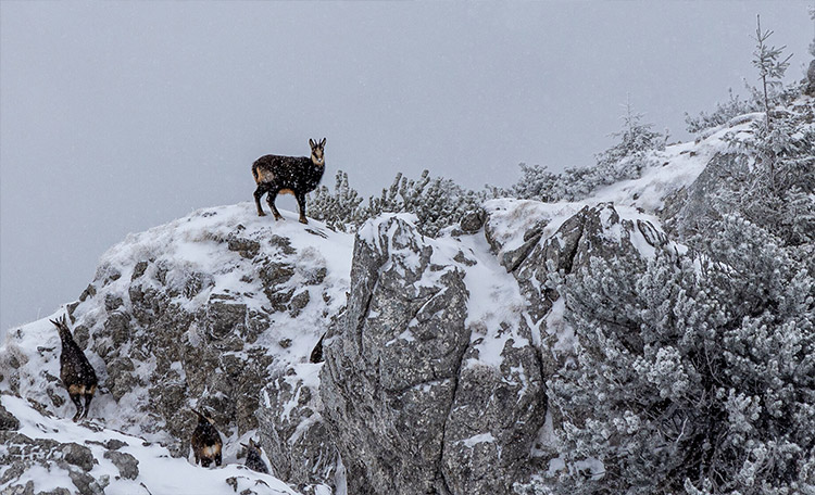 Om dit veilig en met respect voor de natuur en dierenwereld te laten verlopen, is een goede planning belangrijk. Een gems kijkt omlaag vanaf een berghelling.